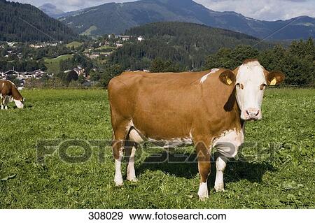 Cows grazing in field View Large Photo Image Stock Photo - Cows grazing in field. Fotosearch