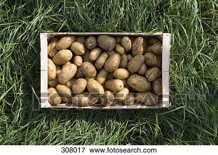 Crate of potatoes on grass View Large Photo Image Stock Photo - Crate of potatoes on grass. Fotosearch