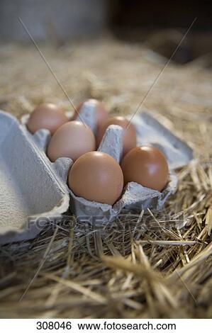 Eggs in a box with straw View Large Photo Image Stock Photograph - Eggs in a box with straw. Fotosearch