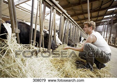 Farm worker feeding cows hay View Large Photo Image Stock Photo - Farm worker feeding cows hay. Fotosearch