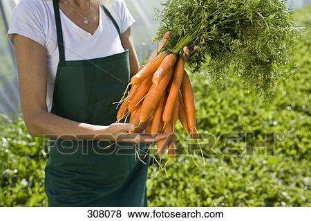 Farm worker holding bunch of carrots View Large Photo Image Stock Photo - Farm worker holding bunch of carrots. Fotosearch