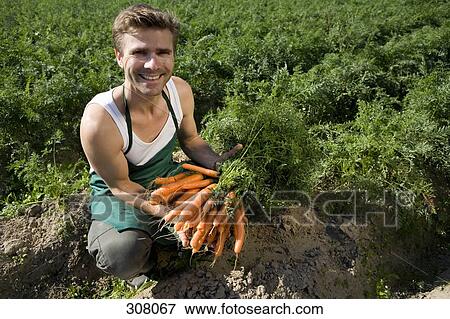 Stock Photo - Farm worker holding freshly picked carrots. Fotosearch