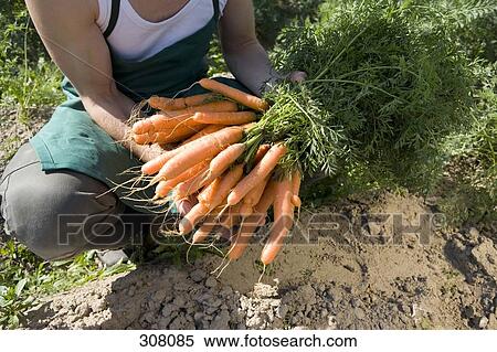 Farm worker holding freshly picked bunch of carrots View Large Photo Image Stock Photography - Farm worker holding freshly picked bunch of carrots. Fotosearch