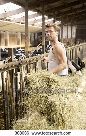 Farm worker in barn with cows View Large Photo Image Stock Photograph - Farm worker in barn with cows. Fotosearch