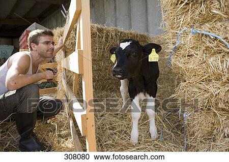 Farm worker watching at calf View Large Photo Image Stock Image - Farm worker watching at calf. Fotosearch
