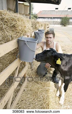 Farm worker watching calf drinking View Large Photo Image Stock Image - Farm worker watching calf drinking. Fotosearch