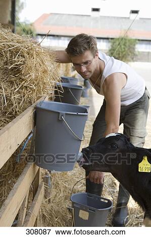 Farm worker watching calf drinking View Large Photo Image Stock Photo - Farm worker watching calf drinking. Fotosearch