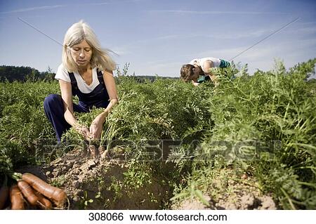 Farm workers picking carrots on field View Large Photo Image Stock Photograph - Farm workers picking carrots on field. Fotosearch