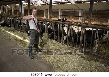 Farmer in barn with cows View Large Photo Image Stock Photography - Farmer in barn with cows. Fotosearch