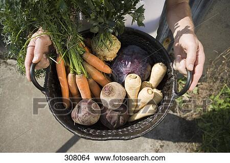 Picture - Freshly picked vegetables in a basket. Fotosearch