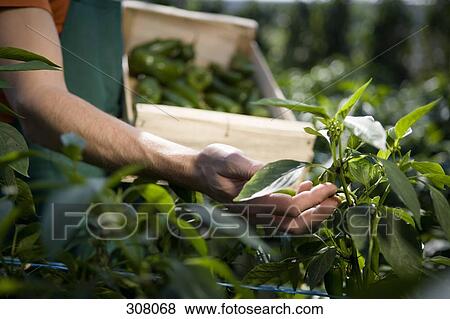 Stock Photo - Hand examining crop. Fotosearch