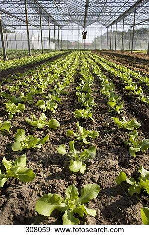 Lettuce growing in greenhouse View Large Photo Image Stock Photo - Lettuce growing in greenhouse. Fotosearch
