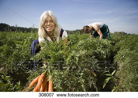 Stock Photo - Man and woman harvesting carrots in field. Fotosearch