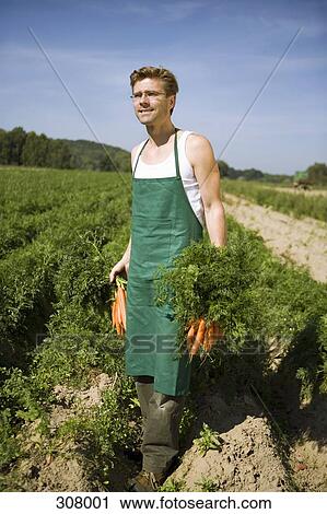 Man harvesting carrots in field View Large Photo Image Stock Image - Man harvesting carrots in field. Fotosearch