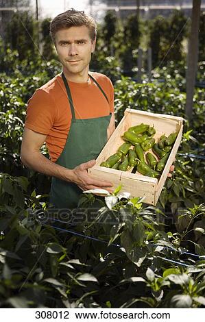 Stock Image - Man holding crate of green bell peppers in greenhouse. Fotosearch