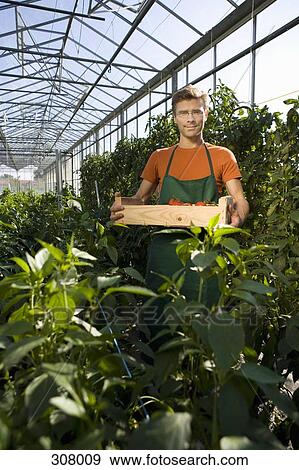 Stock Photo - Man holding crate of tomatoes in greenhouse. Fotosearch