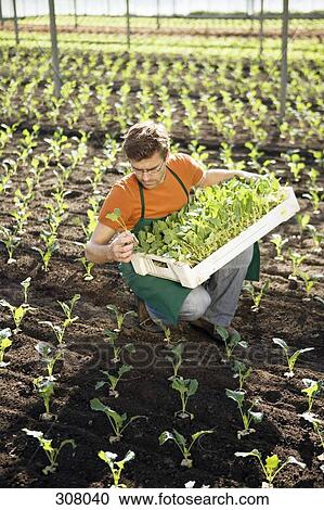 Man picking crop in greenhouse View Large Photo Image Stock Image - Man picking crop in greenhouse. Fotosearch
