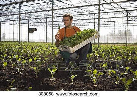 Man picking crop in greenhouse View Large Photo Image Stock Photo - Man picking crop in greenhouse. Fotosearch