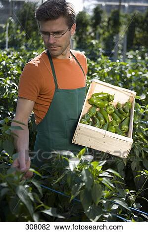 Stock Image - Man picking green bell peppers in greenhouse. Fotosearch