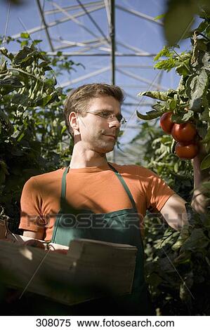 Man picking tomatoes in greenhouse View Large Photo Image Stock Photography - Man picking tomatoes in greenhouse. Fotosearch