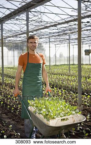Man pushing wheelbarrow with plants View Large Photo Image Stock Image - Man pushing wheelbarrow with plants. Fotosearch