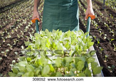 Stock Image - Person pushing wheelbarrow with plants. Fotosearch