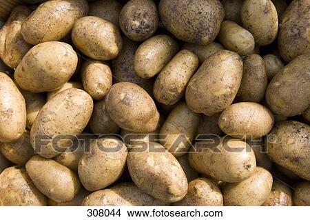 Potatoes View Large Photo Image Picture - Potatoes. Fotosearch