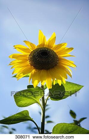 Sunflower head View Large Photo Image Stock Image - Sunflower head. Fotosearch