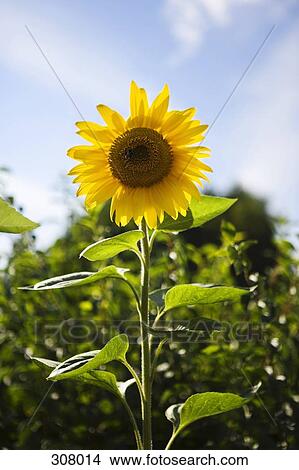 Sunflower in garden View Large Photo Image Picture - Sunflower in garden. Fotosearch