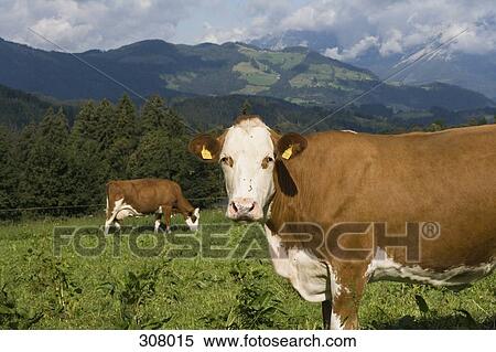 Stock Photography - Two cows grazing in field. Fotosearch