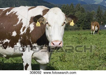 Two cows in meadow, one close-up View Large Photo Image Stock Image - Two cows in meadow, one close-up. Fotosearch