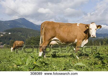 Two cows in meadow View Large Photo Image Stock Photo - Two cows in meadow. Fotosearch