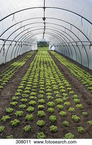Stock Image - Vegetables planted in greenhouse. Fotosearch