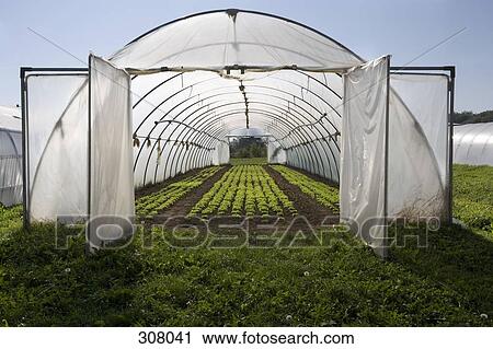 View through open doors of greenhouse View Large Photo Image Stock Image - View through open doors of greenhouse. Fotosearch