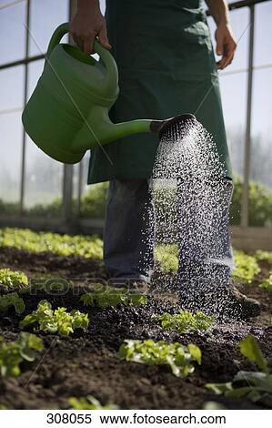 Watering lettuce in greenhouse View Large Photo Image Stock Photography - Watering lettuce in greenhouse. Fotosearch