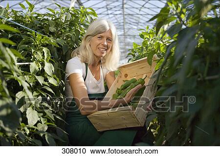 Stock Image - Woman picking green bell peppers in greenhouse. Fotosearch