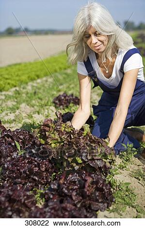 Woman picking lettuce in field View Large Photo Image Stock Image - Woman picking lettuce in field. Fotosearch