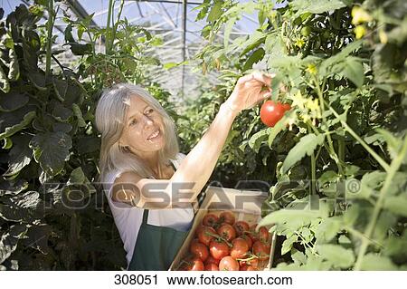 Stock Image - Woman picking tomatoes in greenhouse. Fotosearch