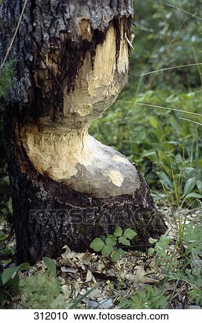 Chopped tree trunk in forest View Large Photo Image Stock Image - Chopped tree trunk in forest. Fotosearch