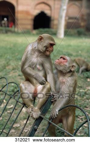 Pair of Rhesus Macaques (Macaca Mulatta) in captivity View Large Photo Image Stock Image - Pair of Rhesus Macaques (Macaca Mulatta) in captivity. Fotosearch