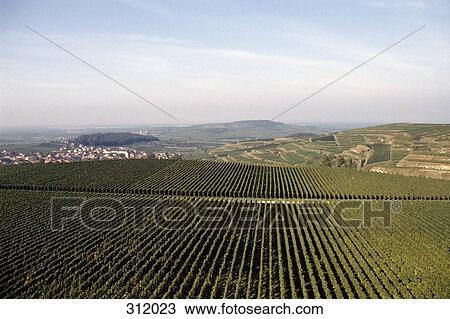 View over vineyards to a small town View Large Photo Image Stock Image - View over vineyards to a small town. Fotosearch