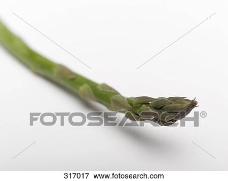 Asparagus View Large Photo Image Stock Photo - Asparagus. Fotosearch