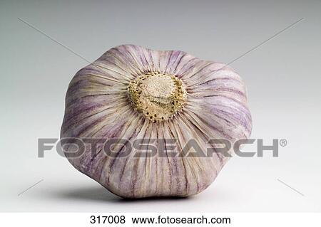 Bulb of garlic View Large Photo Image Stock Photo - Bulb of garlic. Fotosearch