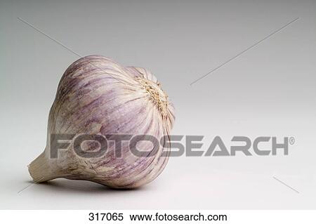 Bulb of garlic View Large Photo Image Stock Photography - Bulb of garlic. Fotosearch