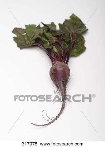 Chioggia beet View Large Photo Image Stock Photography - Chioggia beet. Fotosearch