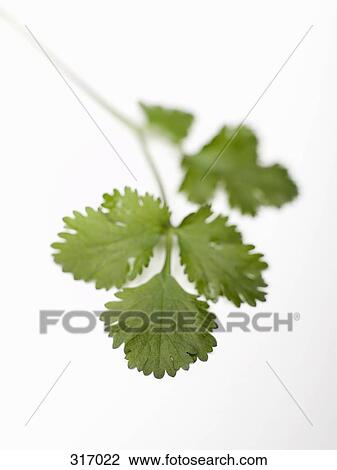 Italian parsley View Large Photo Image Stock Image - Italian parsley. Fotosearch
