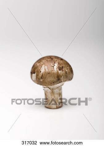 Mushroom View Large Photo Image Stock Image - Mushroom. Fotosearch