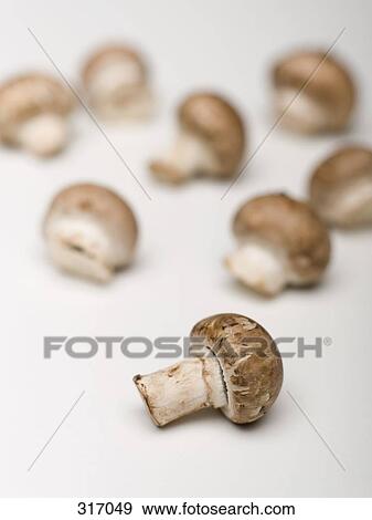 Stock Photo - Mushrooms. Fotosearch