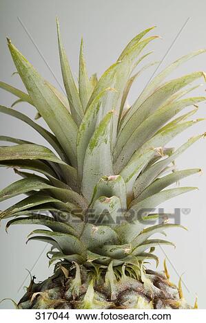 Pineapple top View Large Photo Image Picture - Pineapple top. Fotosearch
