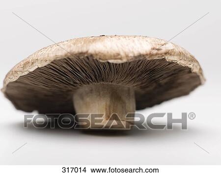 Picture - Portobello mushroom. Fotosearch